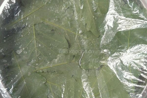 自制绿豆芽的做法图解8