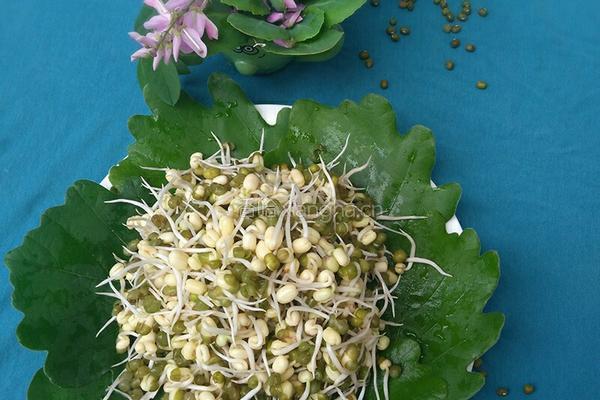 自制绿豆芽的做法图解11