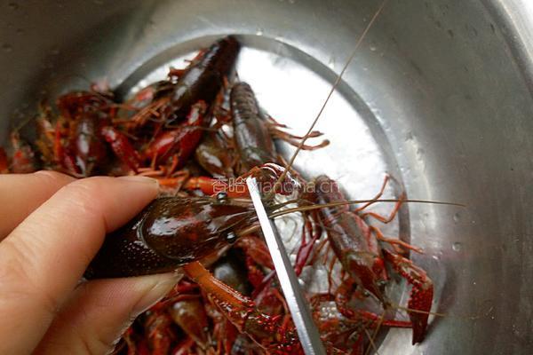 吮指回味十三香啤酒小龙虾的做法图解5