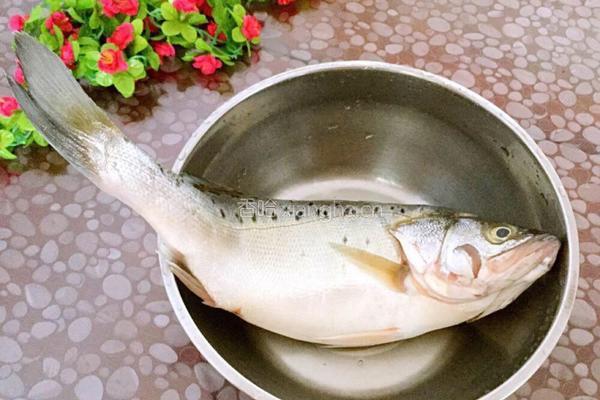 家常清蒸鲈鱼的做法图解1