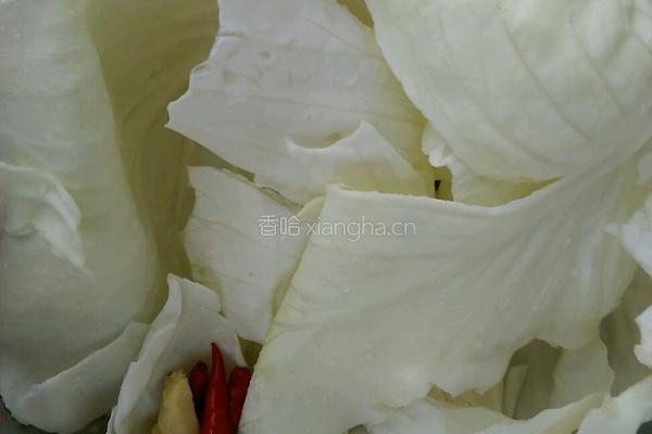 凉拌包菜的做法图解1