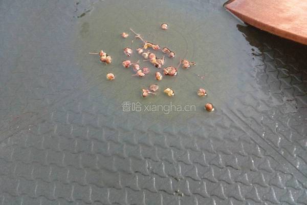 清蒸带鱼的做法图解10