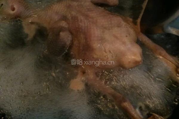 炖鸽子汤的做法图解3