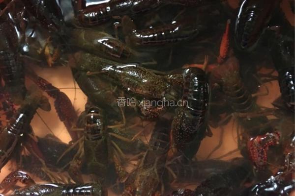 十三香小龙虾的做法图解1