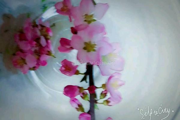 桃花茶的做法图解1