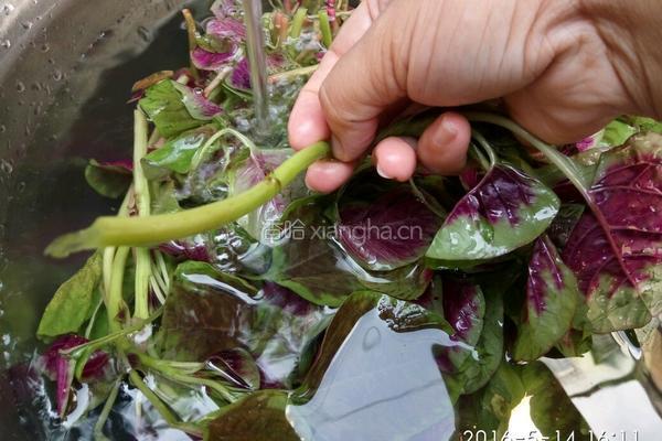 蒜炒紫苋菜的做法图解3