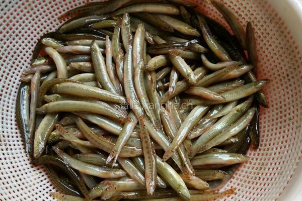 干煸沙鳅的做法图解1