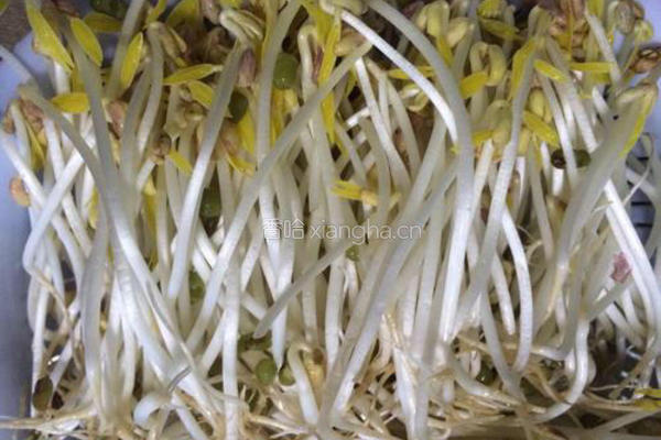 发绿豆芽的做法图解7
