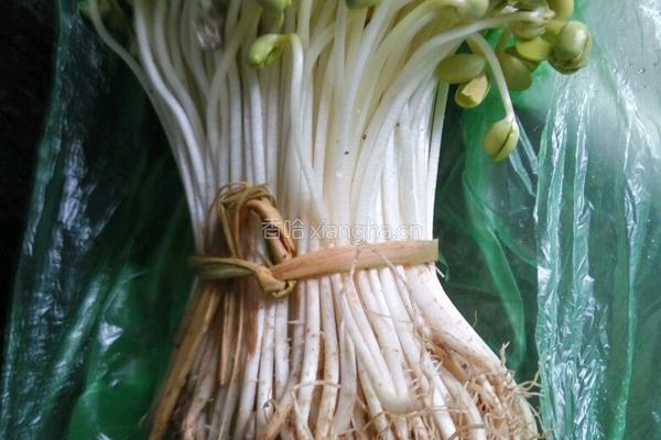 清炒黄豆芽的做法图解1