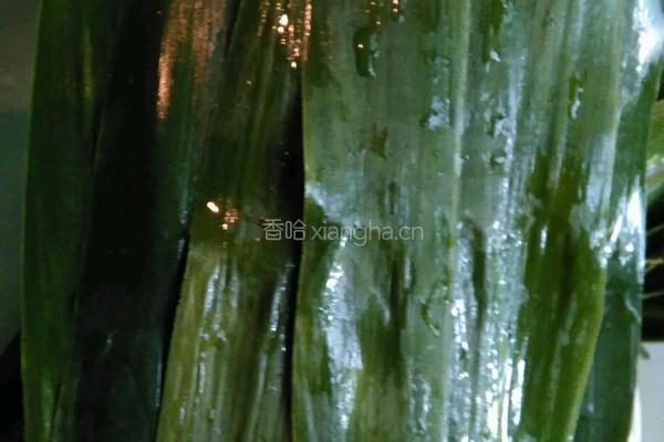 红豆粽子的做法图解3