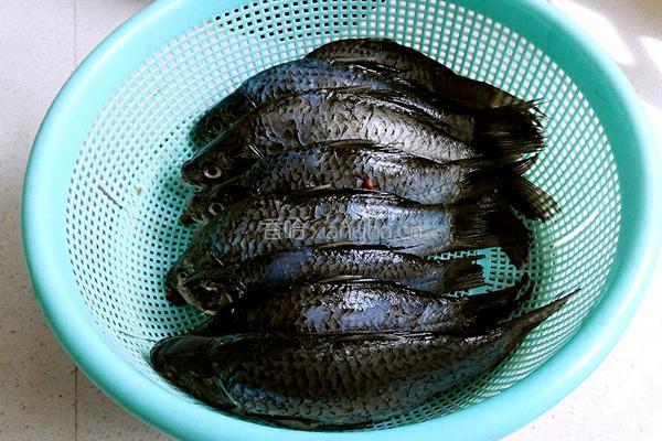 金针菇煮鲫鱼的做法图解1