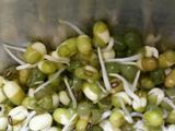 生绿豆芽的做法[图]