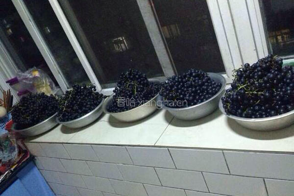 自制葡萄🍇酒🍷的做法图解2