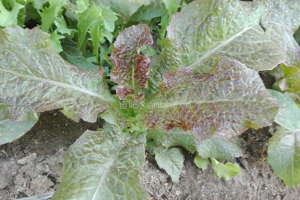 虾米青菜粥的做法图解6