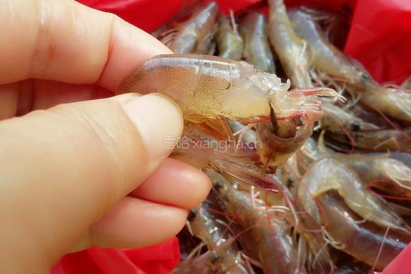 油炸虾的做法图解2