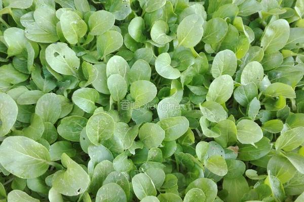 青菜肉丝汤面的做法图解8