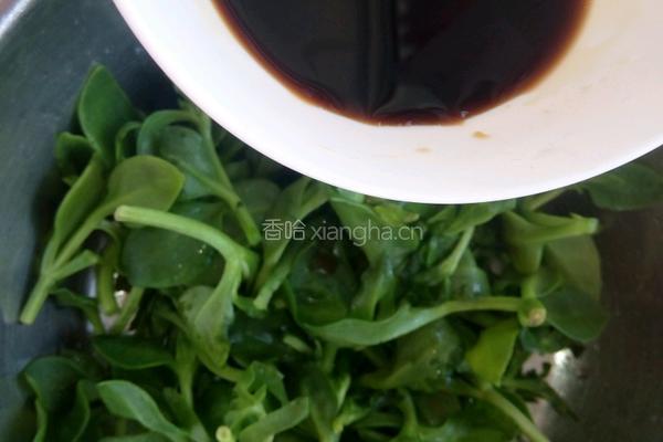 凉拌穿心莲的做法图解4