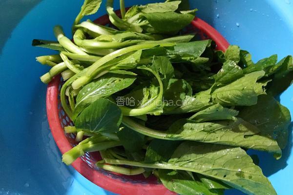 白灼菜心的做法图解1