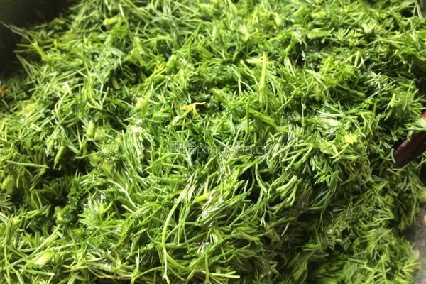 茴香苗素水饺的做法图解2