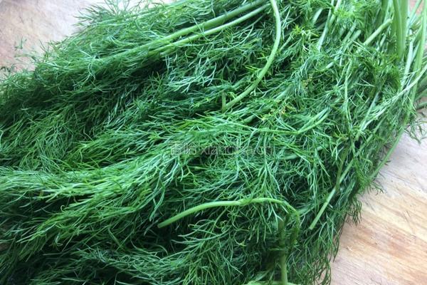 茴香苗素水饺的做法图解1