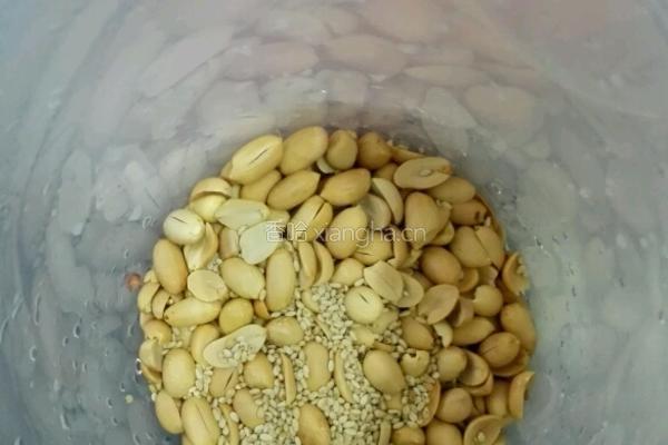 原味果仁露