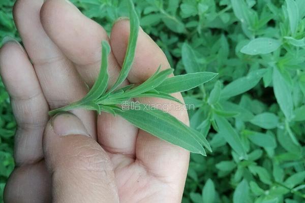 蒸菜的做法图解1