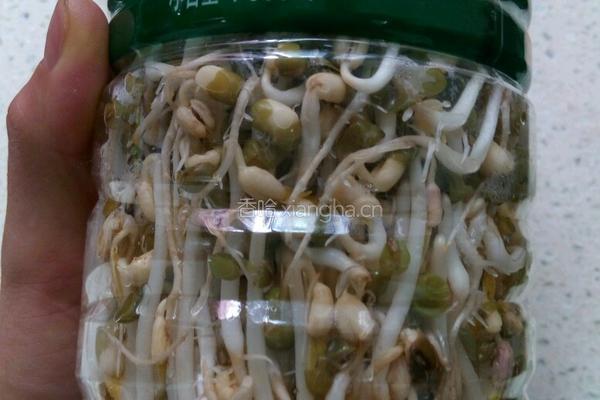 自制绿豆芽的做法图解6