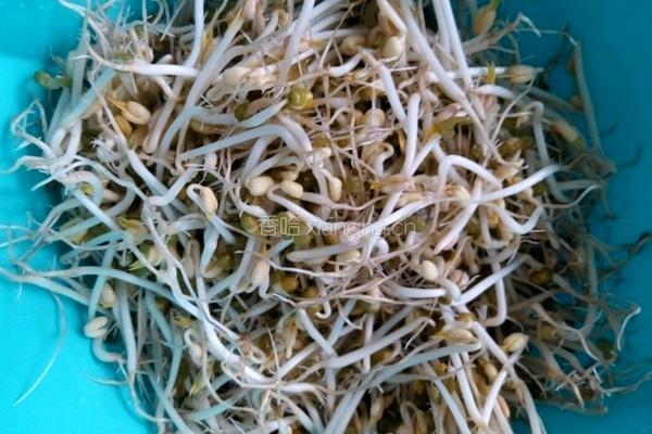自制绿豆芽的做法图解7