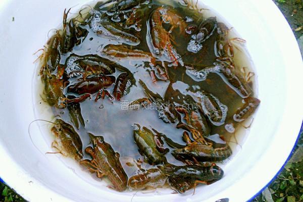 麻辣龙虾尾的做法图解2