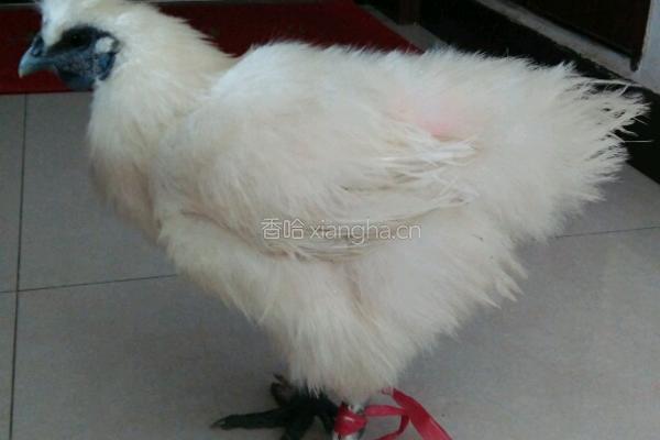 土鸡炖墨鱼的做法图解1