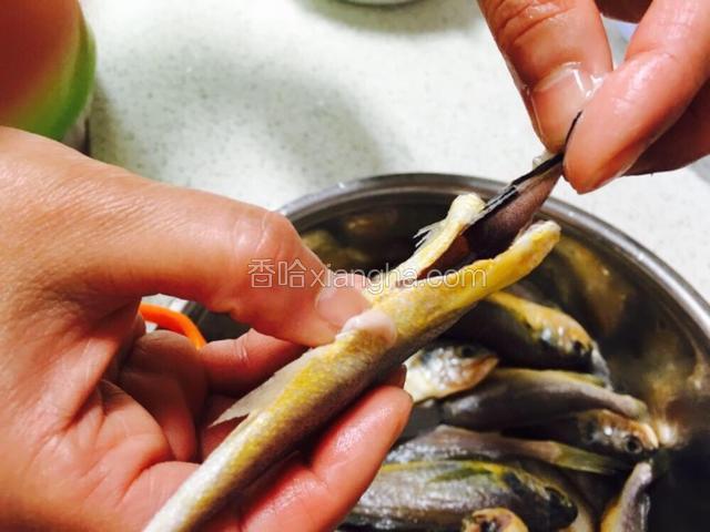 去头 鱼肚子剪开 抽出内脏