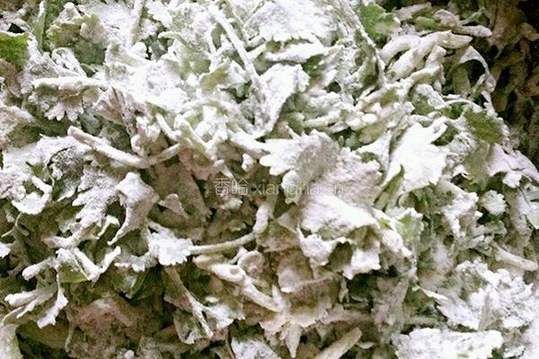 香菜拌面菜的做法图解4