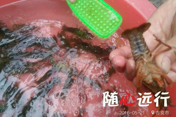 爆炒龙虾尾的做法图解1