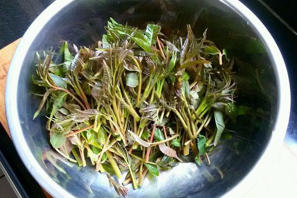 巧腌香椿芽的做法图解1