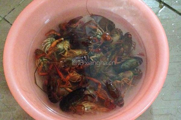 炒龙虾的做法图解1