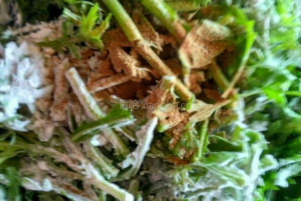 蒸茼蒿的做法图解3