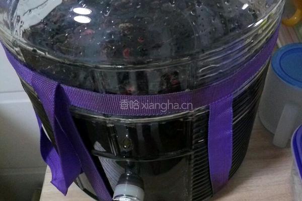 桑葚酒的做法图解4