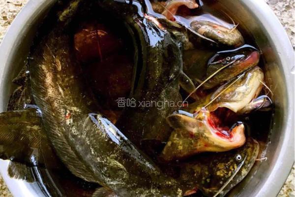 《鲶鱼炖茄子》的做法图解1