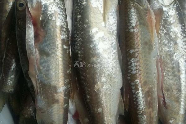 红烧刁子鱼的做法图解1