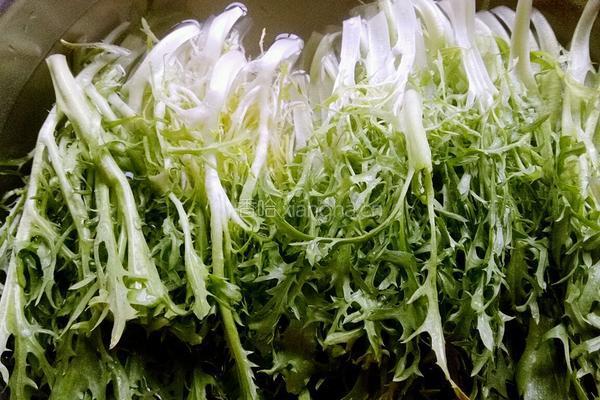清炒苦菊的做法图解2