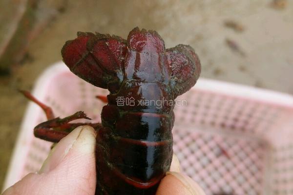 香辣小龙虾的做法图解4