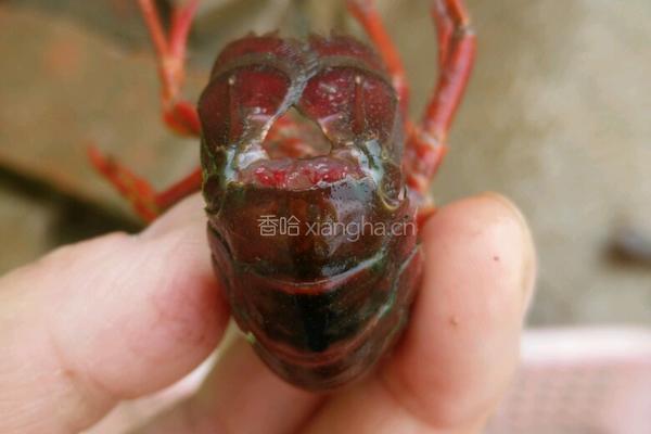 香辣小龙虾的做法图解5