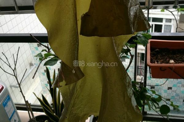 凉拌海带丝的做法图解1