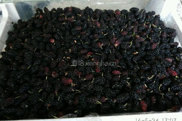 桑椹酱的做法图解1