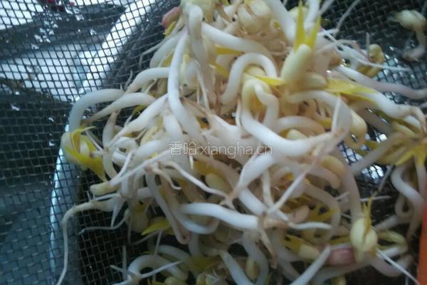 发绿豆芽的做法图解9
