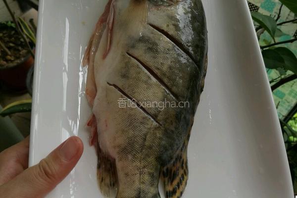 清蒸桂花鱼的做法图解2