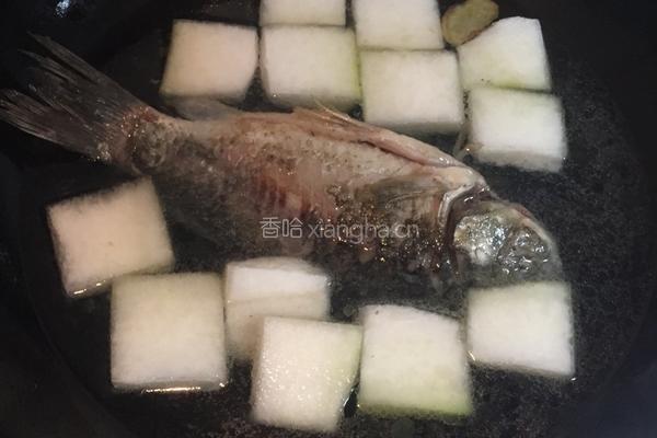 鲫鱼滚冬瓜汤的做法图解4