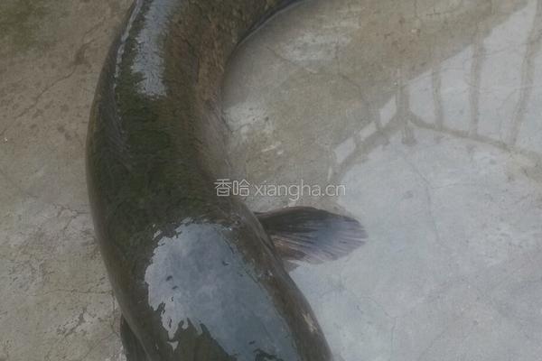 酸菜鱼的做法图解1