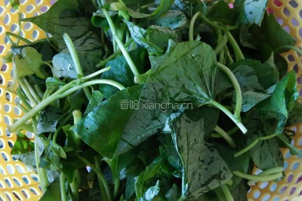 清炒地瓜叶的做法图解1