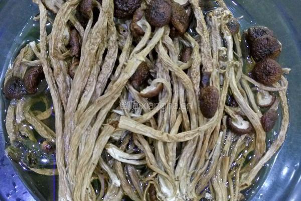 茶树菇玉米排骨汤的做法图解1